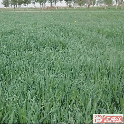 ������è�ݵĿ��ա�ԭ����ͼ6