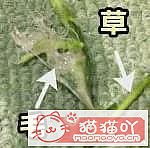 ������è�ݵĿ��ա�ԭ����ͼ2