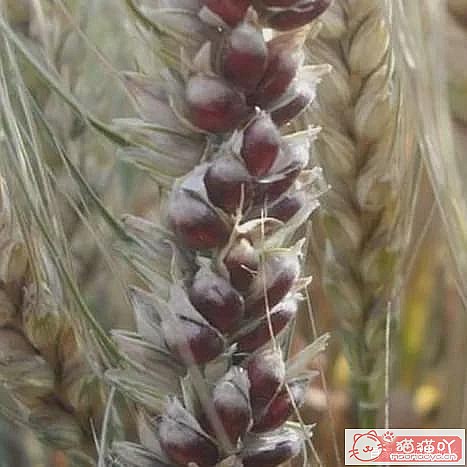 ������è�ݵĿ��ա�ԭ����ͼ12