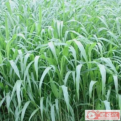 ������è�ݵĿ��ա�ԭ����ͼ8