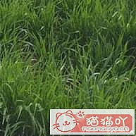 ������è�ݵĿ��ա�ԭ����ͼ10