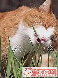 ������è�ݵĿ��ա�ԭ����ͼ16