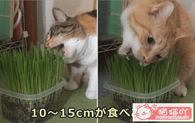 ������è�ݵĿ��ա�ԭ����ͼ14