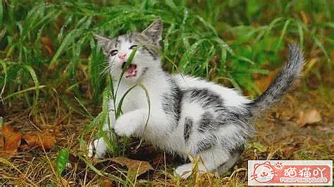 ������è�ݵĿ��ա�ԭ����ͼ17