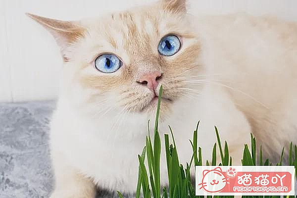 ������è�ݵĿ��ա�ԭ����ͼ13