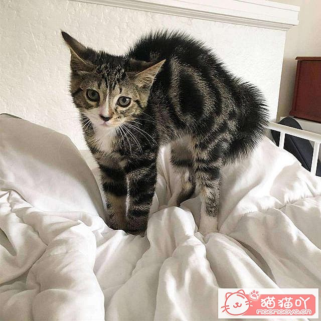 ��è��Ӧ����Ӧ����ô�죿��ԭ����ͼ2