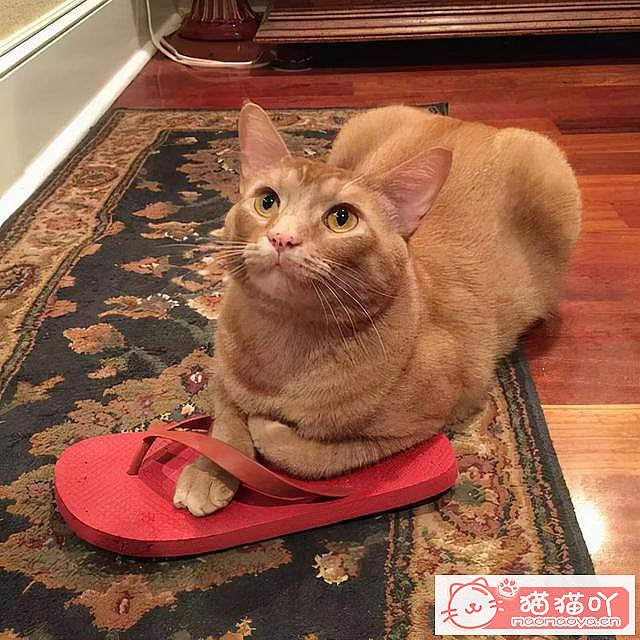 ��è��Ӧ����Ӧ����ô�죿��ԭ����ͼ5