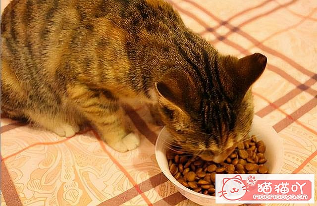 ��è��Ӧ����Ӧ����ô�죿��ԭ����ͼ8