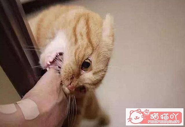 ��è��Ϊʲôϲ��ҧ����֣���ԭ����ͼ1