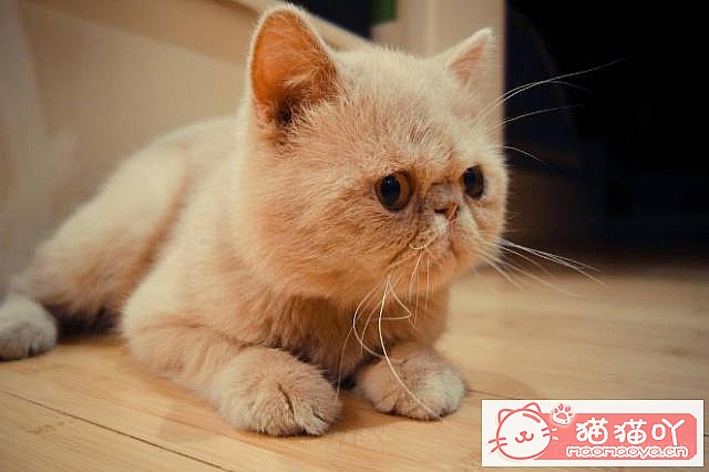 ��è��Ϊʲôϲ��ҧ����֣���ԭ����ͼ5