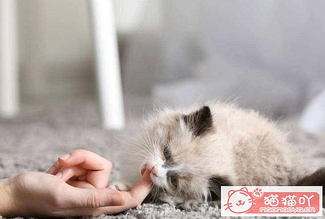 ��è��Ϊʲôϲ��ҧ����֣���ԭ����ͼ4