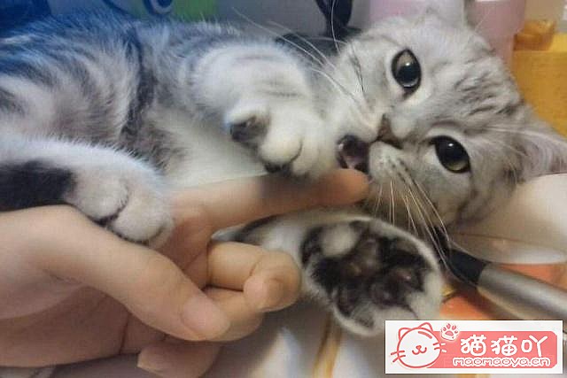 ��è��Ϊʲôϲ��ҧ����֣���ԭ����ͼ3