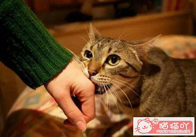 ��è��Ϊʲôϲ��ҧ����֣���ԭ����ͼ2