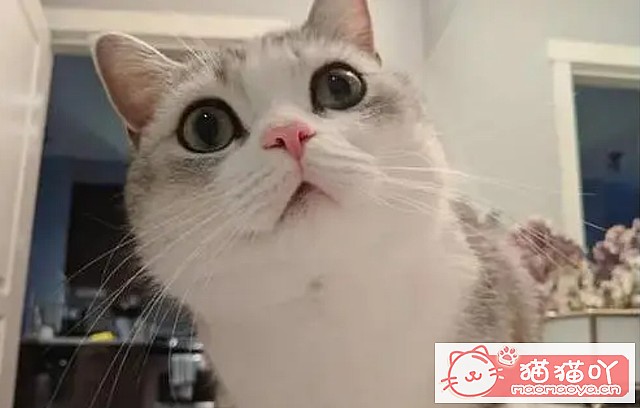 ��è����ϲ������ҧ�����˵��֣�ԭ��������Щ��˼����ԭ����ͼ2