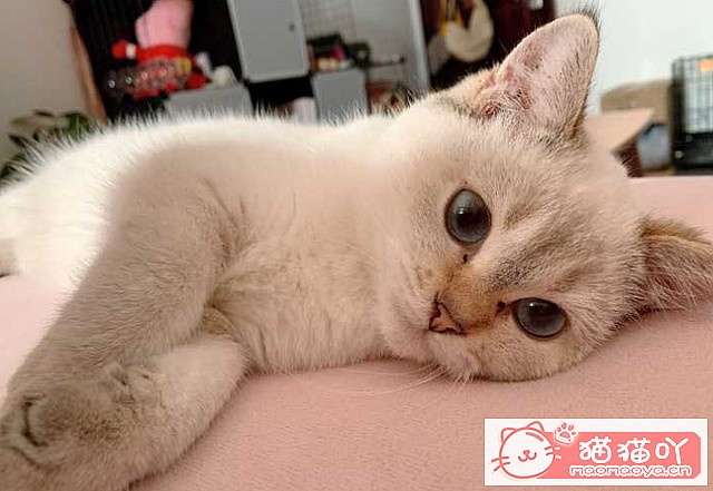 ��è����ϲ������ҧ�����˵��֣�ԭ��������Щ��˼����ԭ����ͼ3