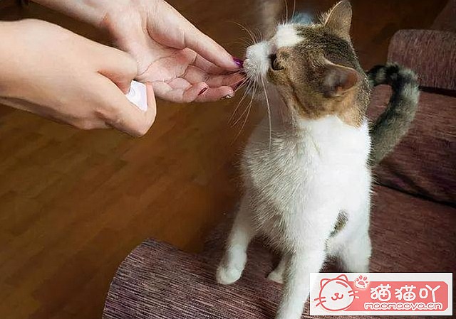 ��è����ϲ������ҧ�����˵��֣�ԭ��������Щ��˼����ԭ����ͼ5