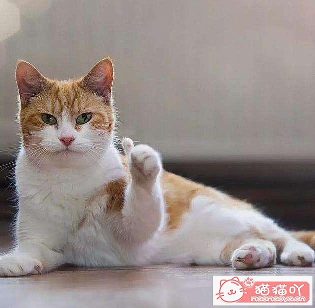 ��è�����������ԭ��ԭ����ͼ1