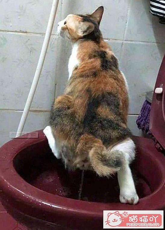 ��è�����������ԭ��ԭ����ͼ6