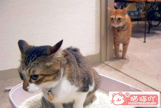 ��è�����������ԭ��ԭ����ͼ5