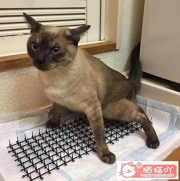 ��è�����������ԭ��ԭ����ͼ3