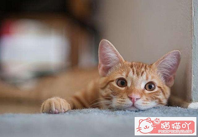 ��è�����������ԭ��ԭ����ͼ7