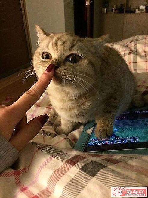 ��è�����������ԭ��ԭ����ͼ4