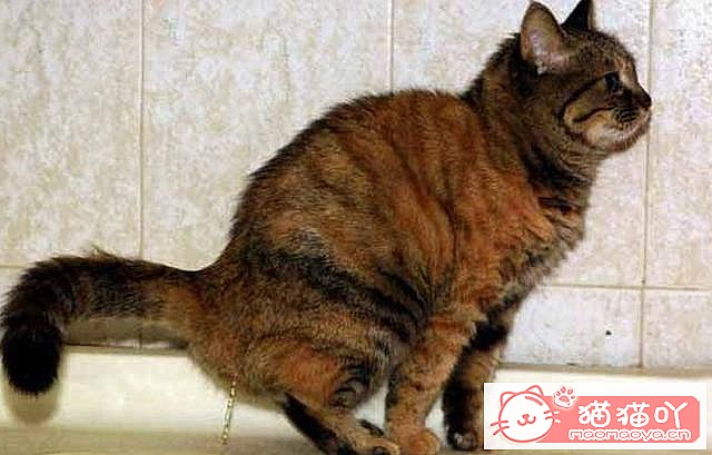 ��è�����������ԭ��ԭ����ͼ2