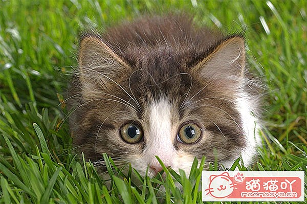 《养猫注意事项,5年猫奴给想养猫人20条建议》原文配图2