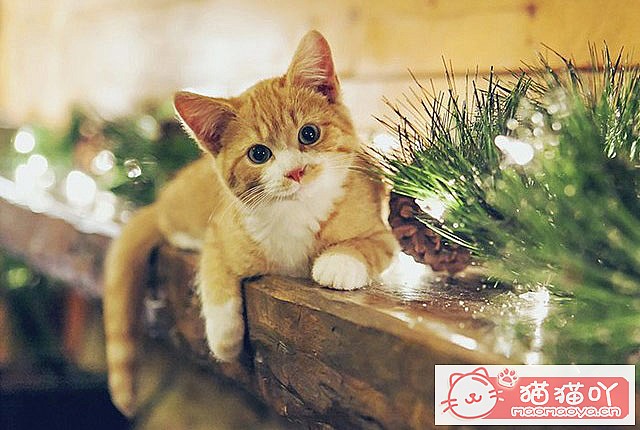 《养猫注意事项,5年猫奴给想养猫人20条建议》原文配图1