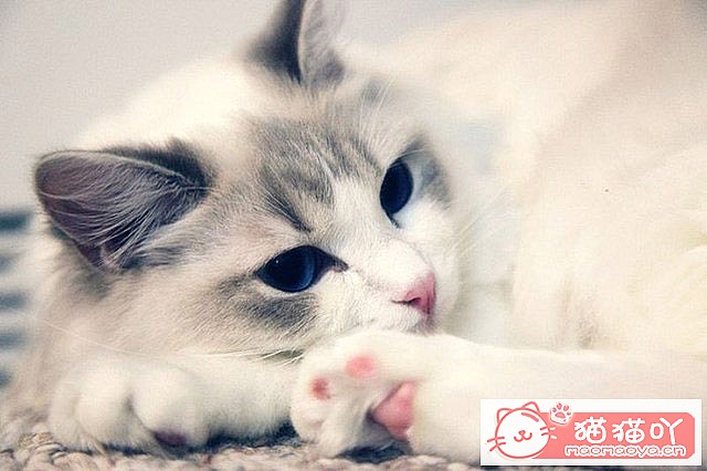 《养猫注意事项,5年猫奴给想养猫人20条建议》原文配图3