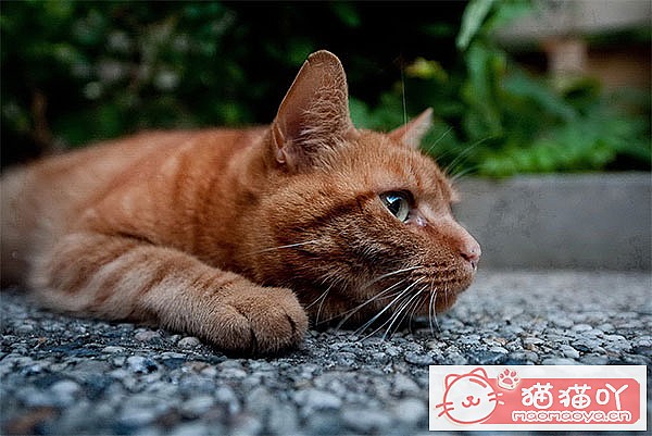 《养猫注意事项,5年猫奴给想养猫人20条建议》原文配图4