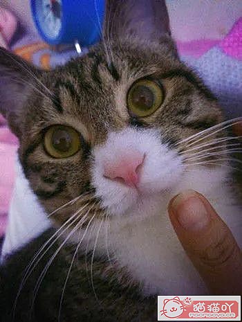 ���´��ؼҵ�è����Ҫ����Щ׼����-������èָ�ϡ�ԭ����ͼ1