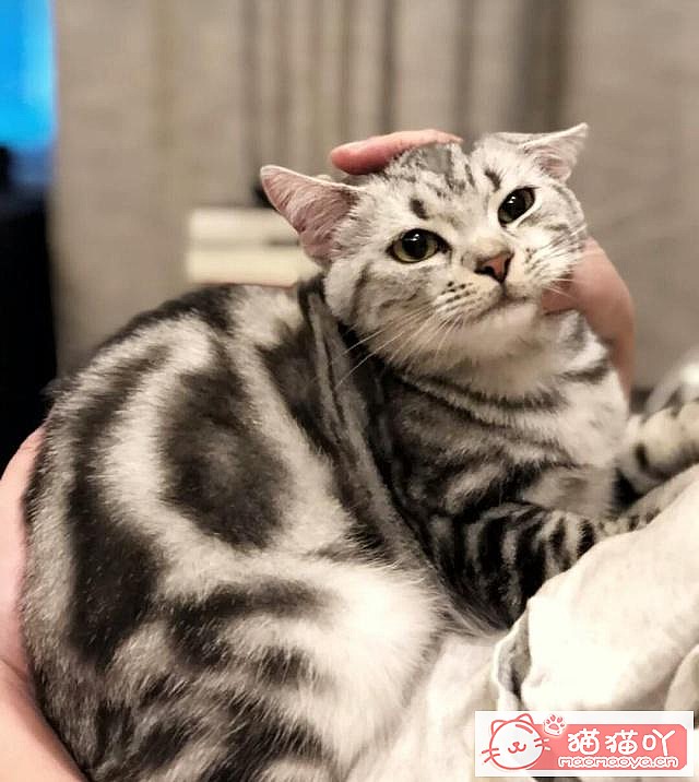 ����è������ļ��ֺô���ԭ����ͼ1