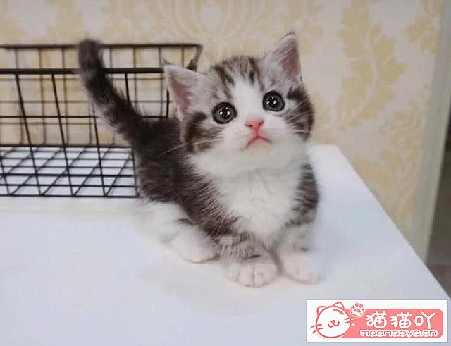 ����è������ļ��ֺô���ԭ����ͼ2