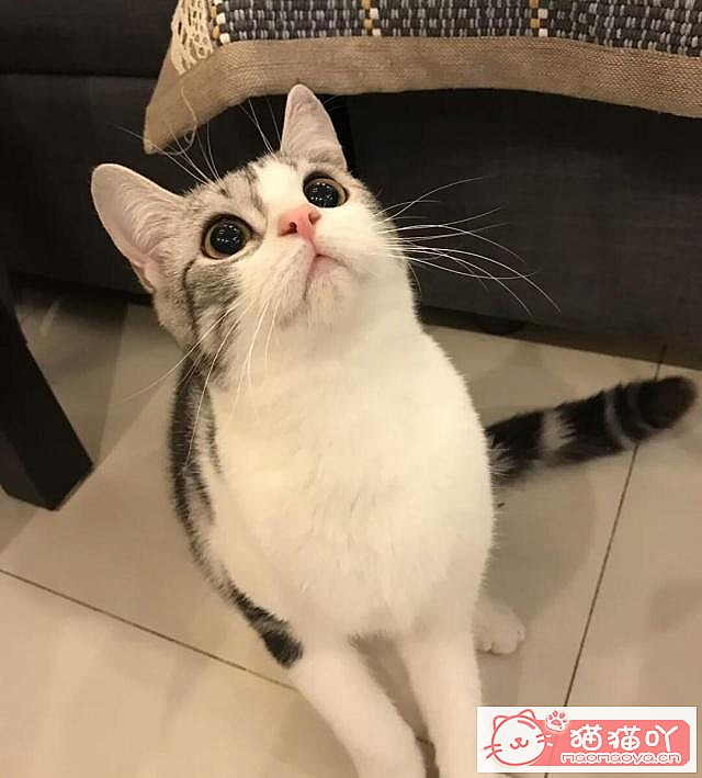 ����è������ļ��ֺô���ԭ����ͼ4