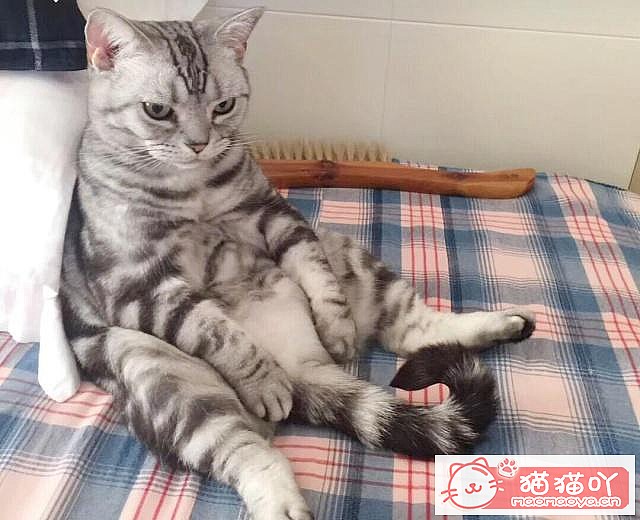 ����è������ļ��ֺô���ԭ����ͼ5