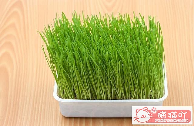 ��è�ݵ����á�ԭ����ͼ1