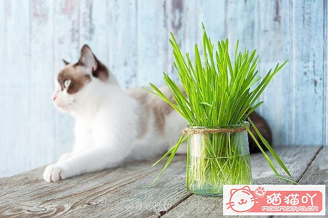 ��è�ݵ����á�ԭ����ͼ2