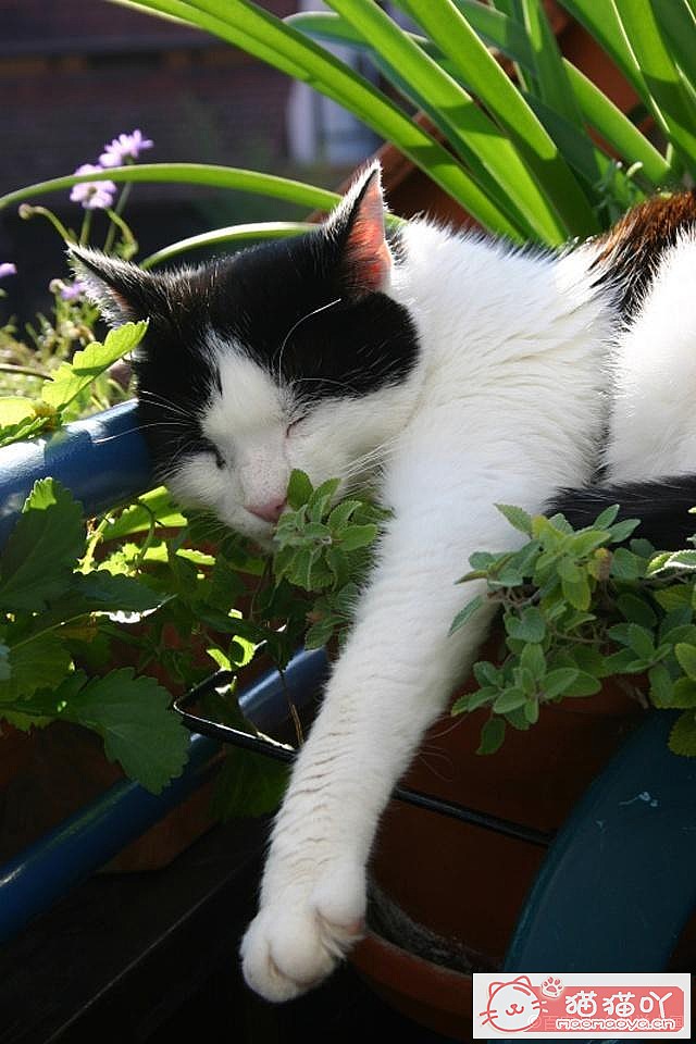 ��è�ݵ����á�ԭ����ͼ4