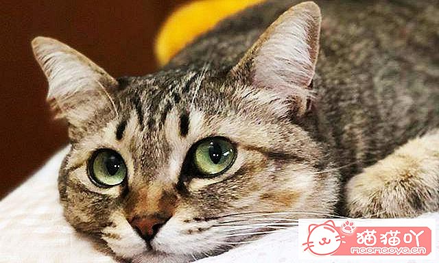 ��è����ǰ��Ҫע��ʲô��ԭ����ͼ1