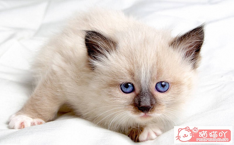 ��è����������Ļ���������ע�����ԭ����ͼ1