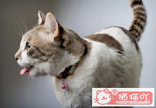 ��è������ֹͣ�������𣿾�������Ҫע��ʲô��ԭ����ͼ1