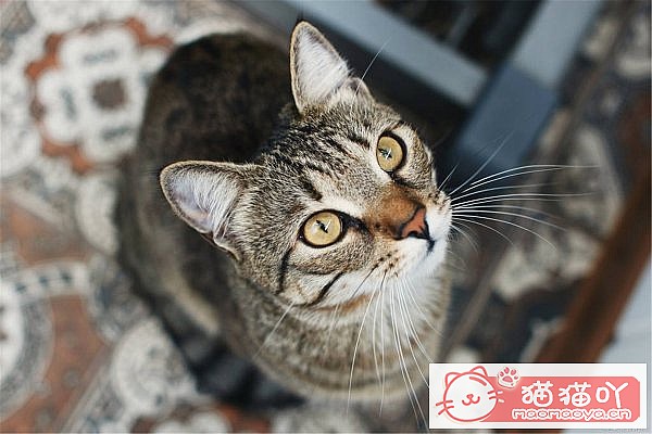 ����è��������������ԭ����ͼ3