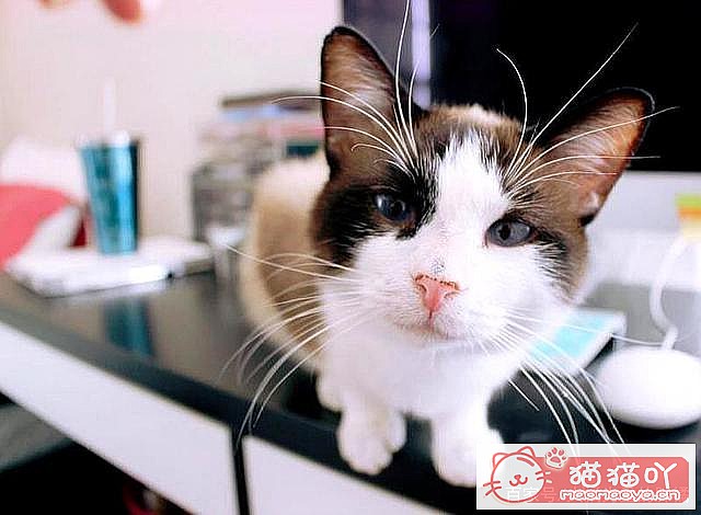 《猫猫多大去绝育?绝育前后注意准备啥?》原文配图8