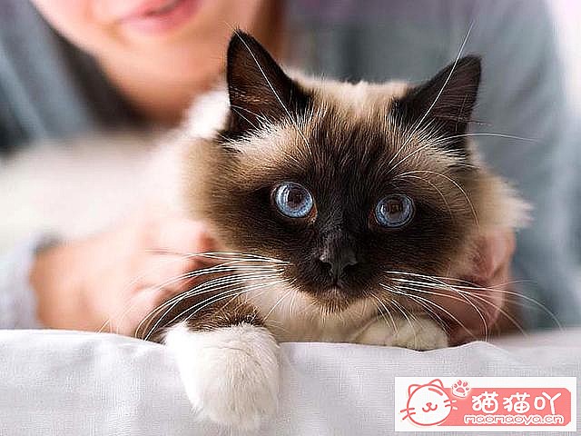 《猫猫多大去绝育?绝育前后注意准备啥?》原文配图7