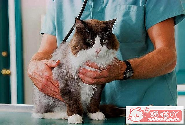 《猫猫多大去绝育?绝育前后注意准备啥?》原文配图9