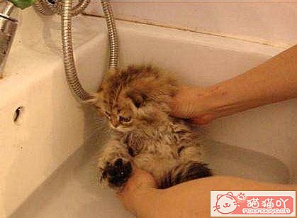 ����è������ϴ�衷ԭ����ͼ1