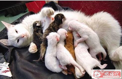 ��ĸè�仳����������ǳ����ԭ����ͼ2