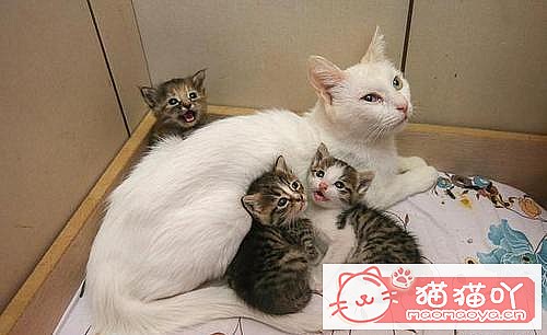 ��ĸè�仳����������ǳ����ԭ����ͼ3