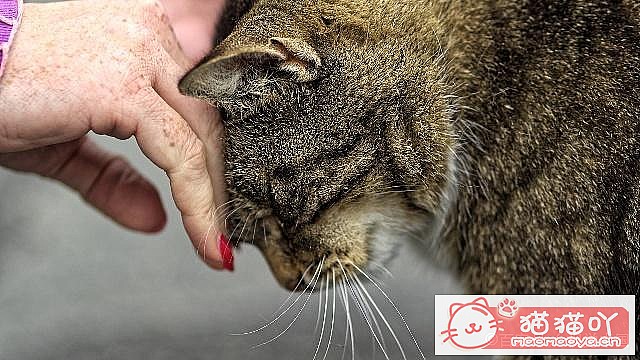 ��ĸè�����Լ�è�����������֪ʶ��ԭ����ͼ1